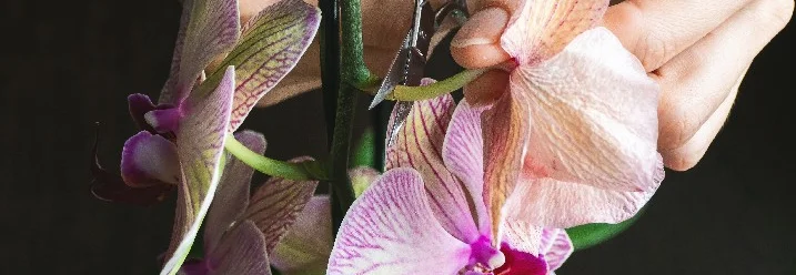 Hände schneiden Orchideenblüte mit Schere